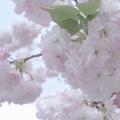 Furry插画灵感合集Furry群